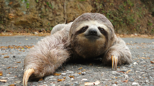 Sloth